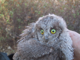 Scops Owl Otus scops chick. Picture by D. Centili